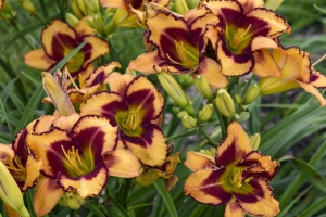 Hemerocallis 'Blazing Glory' New 2024